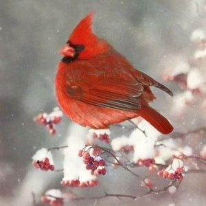 Meet your Posher, Holly